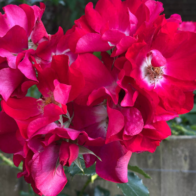 roses